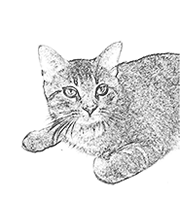 Cat coloring page created with Color My World app for iOS and Android